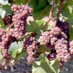 Pinot Gris ripens at Archer Vineyard on Parrett Mountain in the Northern Willamette Valley. (Photo by Eric Degerman/Great Northwest Wine)