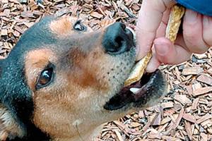 How to ‘treat’ your pets during the holidays | Pets & People