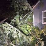Teen girl ‘very seriously’ injured by fallen tree