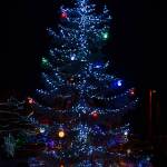 Kingstons annual Holiday tree