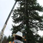The lights were strung on the giant community tree with the help of Millican Crane Services.                                Michelle Beahm / Kitsap News Group