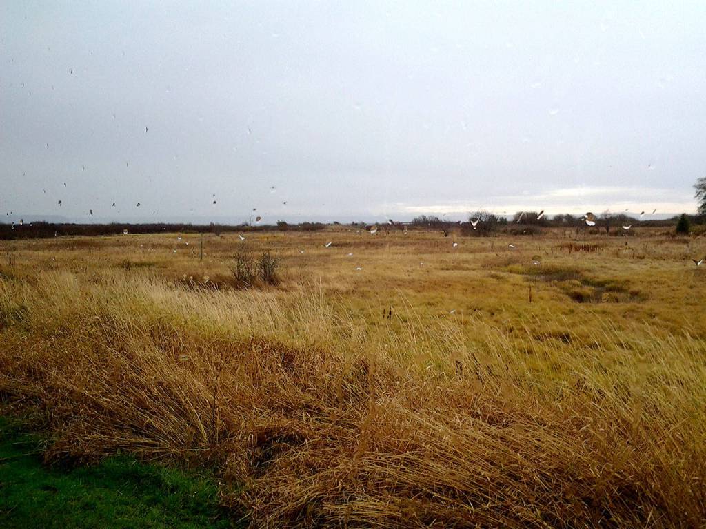The bedroom and living room of the Maggs House have sweeping views of the wetland which, according to the Kitsap Audubon Society, attracts more than 230 species of birds. (Richard Walker/Kitsap News Group)                                 The bedroom and living room of the Maggs House have sweeping views of the wetland which, according to the Kitsap Audubon Society, attracts more than 230 species of birds. (Richard Walker/Kitsap News Group)