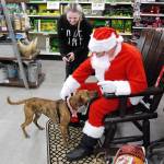 Santa Claus attends to the wishes of Rocky, a Blue Heeler-Rottweiler-Chihuahua mix, who arrived to get his photo taken with Jolly Ol Saint Nick. Tractor Supply of Port Orchard hosted the event, which was to benefit the National FFA Port Orchard chapter. Rocky is owned by Gabby Kuykendall of Bremerton. The photo station was manned by FFA members Samantha Hughson, McKenlie Nachbar and Dustin Christenson. FFA provides leadership opportunities and agricultural education. (Photo: Bob Smith | Kitsap Daily News)