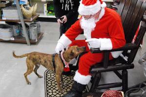 Santa Dogs get their photos taken