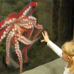 A young visitor to a northwest aquarium reaches out to a giant Pacific octopus.