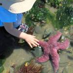 A first-grader feels the rough skin of an ochre sea star on a Kitsap beach.