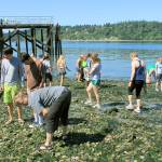 Middle school students convene at Pt. White on Bainbridge Isl., to study marine life exposed during a low spring tide.