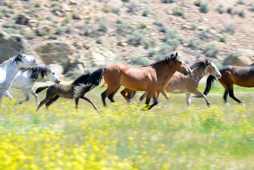 Wild horses run in the Idaho heritage acreage.