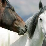 Wild horses are the focus of Kingston woman’s work
