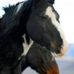 For this photo, Andrea Maki zoomed in on two wild beings.