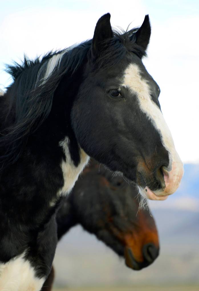 For this photo, Andrea Maki zoomed in on two wild beings.