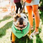 Kitsap Humane Society had a record-breaking year in 2017, helping more than 7,000 animals find their forever homes. (Courtesy photo)