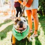 Kitsap Humane Society had a record-breaking year in 2017, helping more than 7,000 animals find their forever homes. (Courtesy photo)                                Kitsap Humane Society photo                                Kitsap Humane Society had a record-breaking year in 2017, helping more than 7,000 animals find their forever homes.