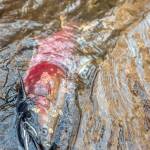 Photo courtesy of Northwest Indian Fisheries Commission.