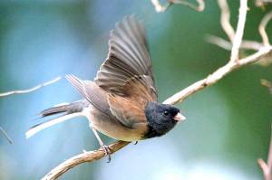 Dark-eyed juncos are one of our most common and abundant birds. They flock to backyard feeders all over North America.