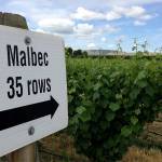 The Malbec block at Seven Hills Vineyard in the Walla Walla Valley was one of the first blocks planted in Pacific Northwest. (Andy Perdue/Great Northwest Wine)