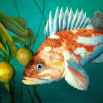 The gill-cover of this rockfish, endemic to our waters, is tightly closed while the gills themselves efficiently extract oxygen from the water. (Nancy Sefton art/Randy Harwood photo)