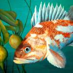 The gill-cover of this rockfish, endemic to our waters, is tightly closed while the gills themselves efficiently extract oxygen from the water. (Nancy Sefton art/Randy Harwood photo)