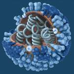 An illustration of an influenza virus. (Center for Disease Control & Prevention)