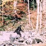 Frame 352 of the 1967 Patterson-Gimlin film, which allegedly depicts a Sasquatch walking in Northern California. (Robert Patterson/Bob Gimlin image)