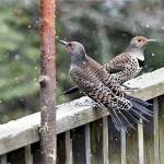 Kitsap News Group contributor and Port Orchard photographer Carrie Griffis captured an image of a male and female Northern Flicker as they take in a scene of falling snowflakes in South Kitsap. (Carrie Griffis photo)