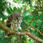 Labyrinth of waterways