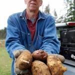 ob Gilby holds a handful of potato gleaned from his vegetable garden March 18. Hundreds of pounds of potatoes were harvested by volunteers and delivered to the South Kitsap Helpline Food Bank. (Bob Smith | Kitsap Daily News)