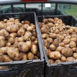 Gleaning spuds: Volunteers harvest potatoes for food bank