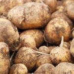 Gleaning spuds: Volunteers harvest potatoes for food bank