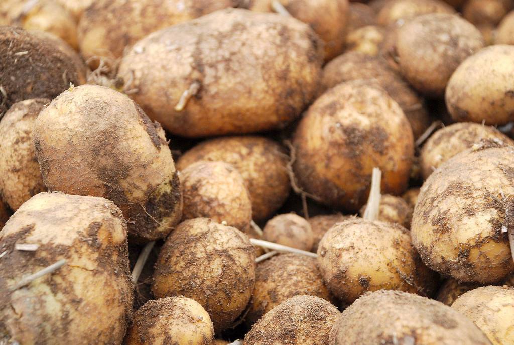 Gleaning spuds: Volunteers harvest potatoes for food bank
