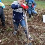 Bubba Garcia, 5, of Port Orchard uses a pitchfork to unearth potatoes for harvesting. He was helped by brother Keone Garcia, 9, Autumn Garcia, 6, and Lilly Verbic, 6 (not in photo). (Bob Smith | Kitsap Daily News)