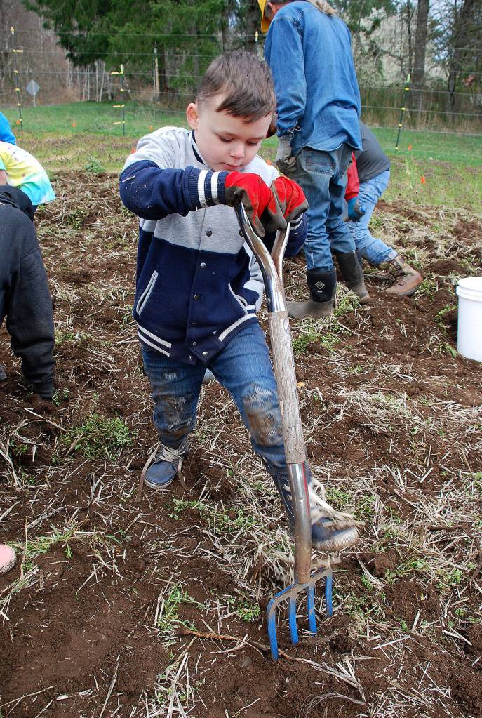 Bubba Garcia, 5, of Port Orchard uses a pitchfork to unearth potatoes for harvesting. He was helped by brother Keone Garcia, 9, Autumn Garcia, 6, and Lilly Verbic, 6 (not in photo). (Bob Smith | Kitsap Daily News)