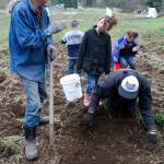 Gleaning spuds: Volunteers harvest potatoes for food bank
