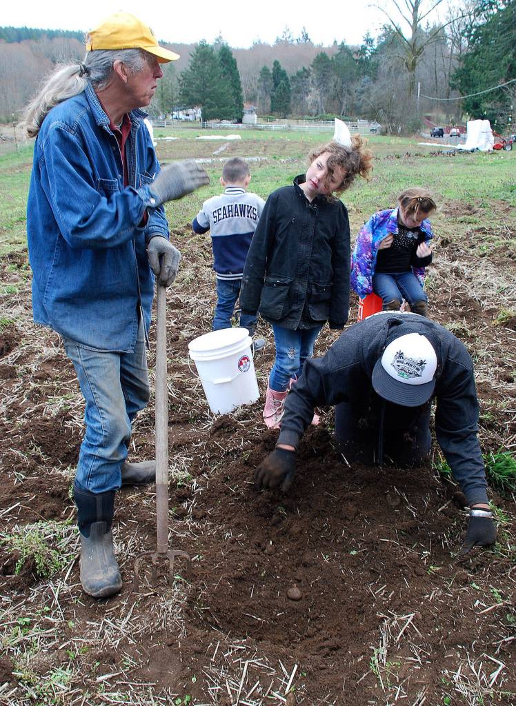 Gleaning spuds: Volunteers harvest potatoes for food bank