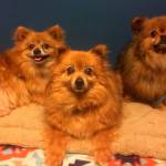 These three senior Pomeranians are just a few of the dogs rescued by the animal control officers and are now looking for homes. (Kitsap Humane Society photo)