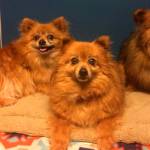 Kitsap Humane Society seeking new families for dogs