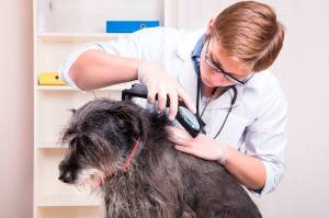 Your pets veterinarian can help you maintain a tick- and flea-free summer for your animal. (Kitsap Humane Society photo)