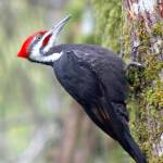 Pileated Woodpecker is fresh from a stint in rehab. (Nancy Sefton photo)