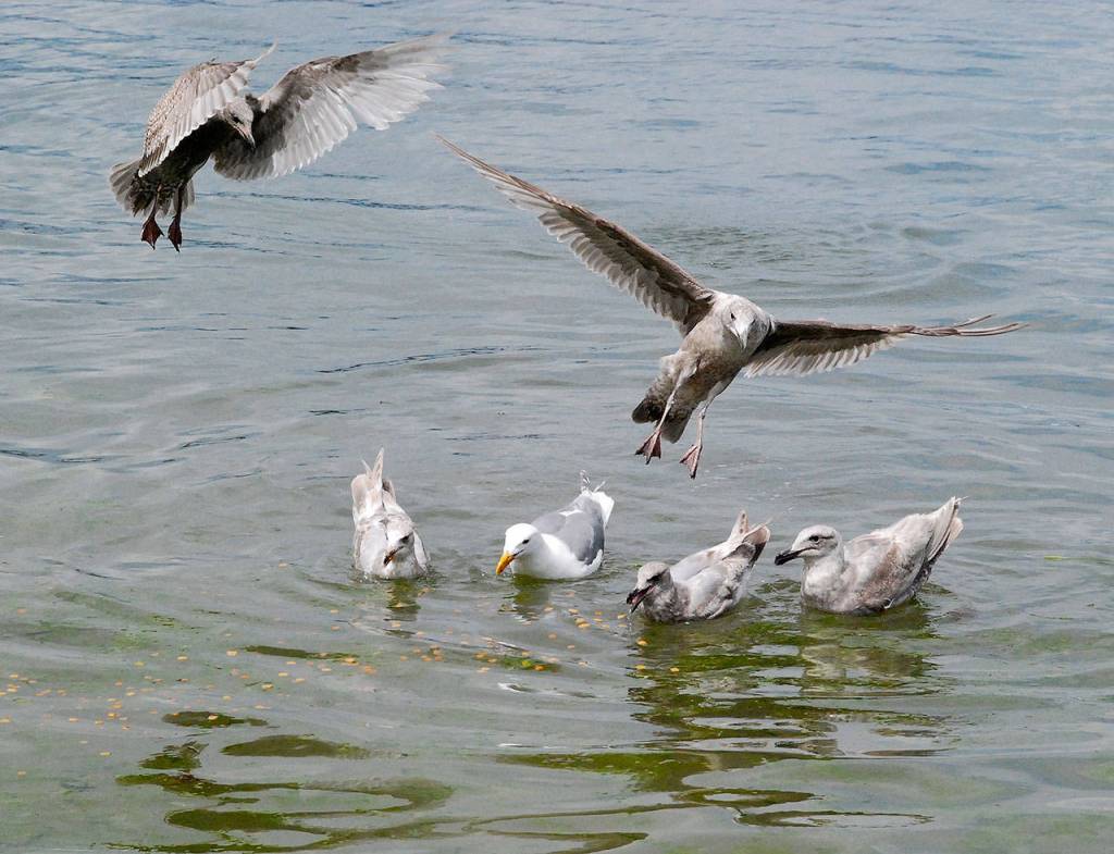 Seagulls come calling in Port Orchard