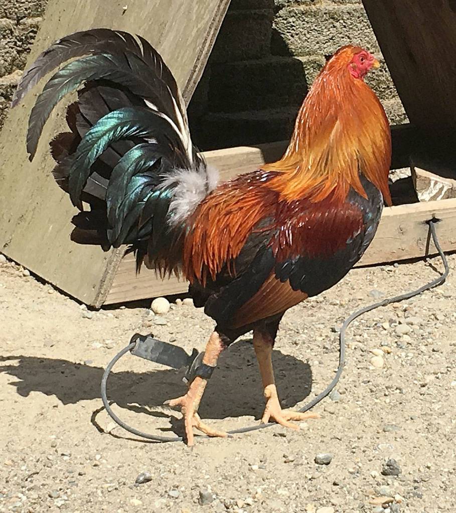 Three hundred birds, including fighting roosters like the one pictured above, were retrieved and euthanized June 2 at the site of the South Kitsap cockfighting operation by animal control staffers. (Kitsap County Sheriffs Office photo)