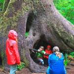 Nature deficit disorder