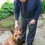 Pet licenses help lost pets get home