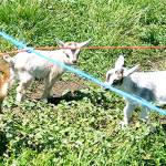 Pictured are the recently-born quintuplet goats at Smithshyre Farms. (Tyler Shuey/Kitsap News Group)