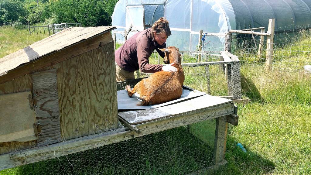 <em>Roni Smith, co-owner of Smithshyre Farms, engages with one of her goats. </em>                                Tyler Shuey/Kitsap News Group