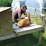 <em>Roni Smith, co-owner of Smithshyre Farms, engages with one of her goats. </em>                                Tyler Shuey/Kitsap News Group