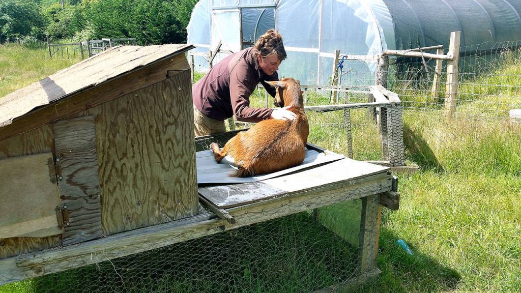 <em>Roni Smith, co-owner of Smithshyre Farms, engages with one of her goats. </em>                                Tyler Shuey/Kitsap News Group