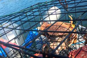 Recreational crabbing tips and tricks for pulling full pots in Kitsap