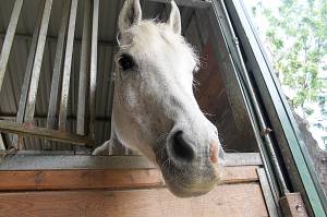 Sanctuary helps teach children about horses