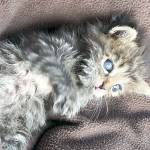 Kitsap women help pets displaced by wildfires