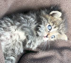 Kitsap women help pets displaced by wildfires